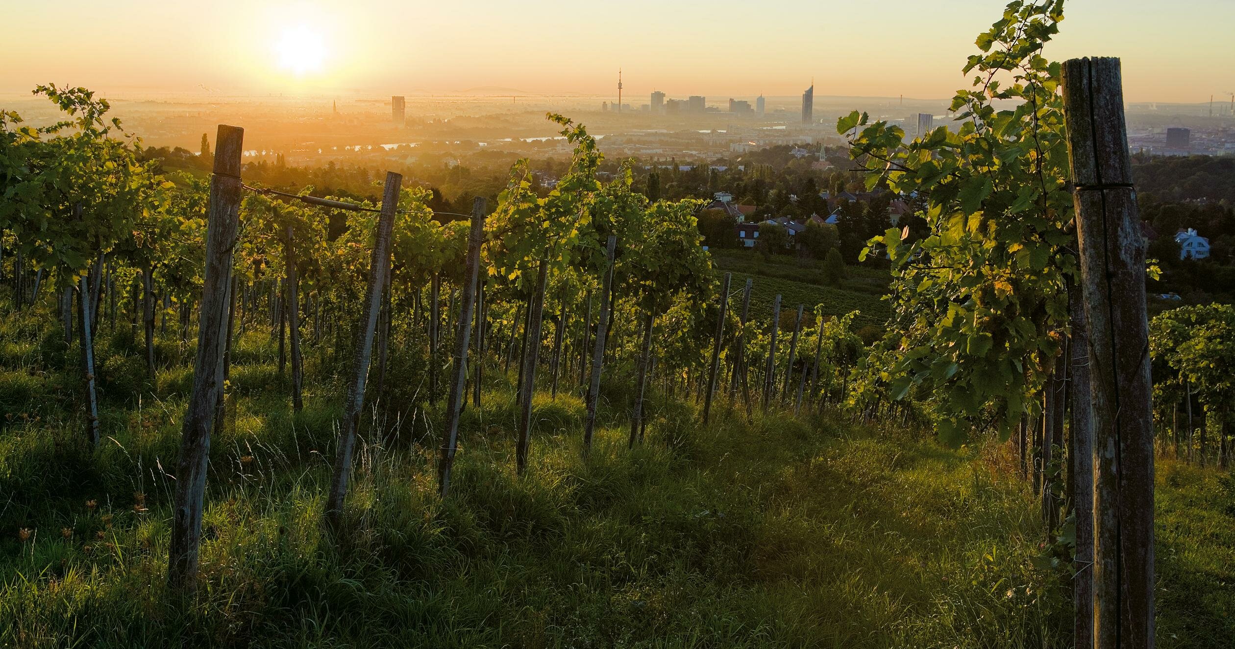 Wine Fields, Vienna